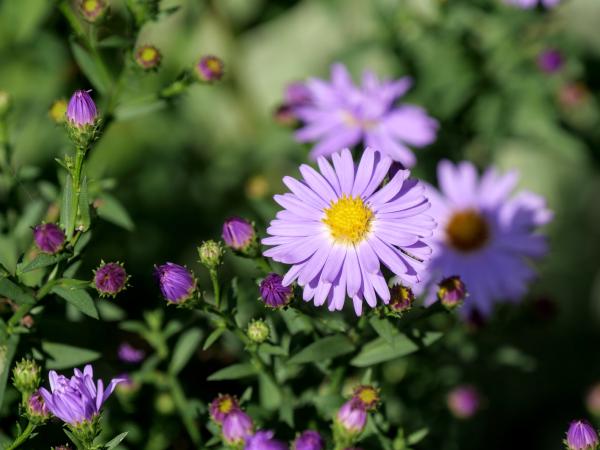 A closeup of a purple flower with a green background.