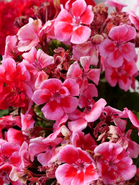 Closeup of pink and red geranium flowers with a patterned color blend, showcasing the flowers' detailed structure.
