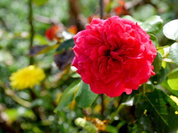 A closeup of a deep red rose with velvety petals, set against a backdrop of garden greenery.