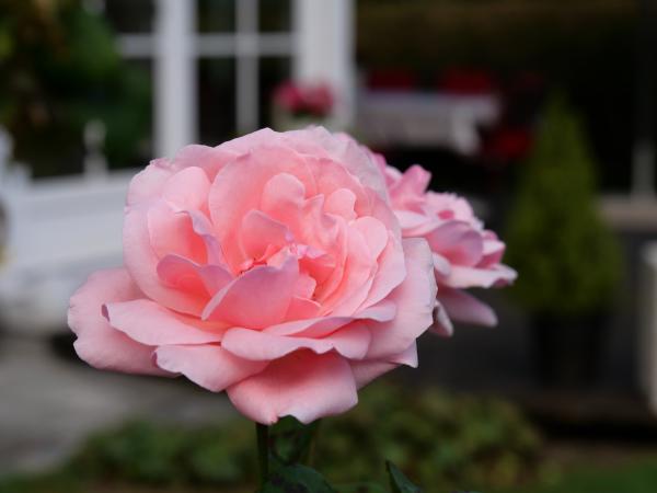 Lush pink roses in bloom with a soft focus, creating a serene and romantic garden atmosphere.