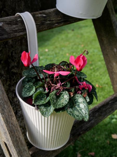 Flowers in a bucket hanging on a ladder which leans against a tree.