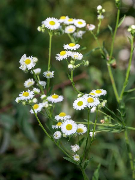 White / yellow flowers with a green background.
