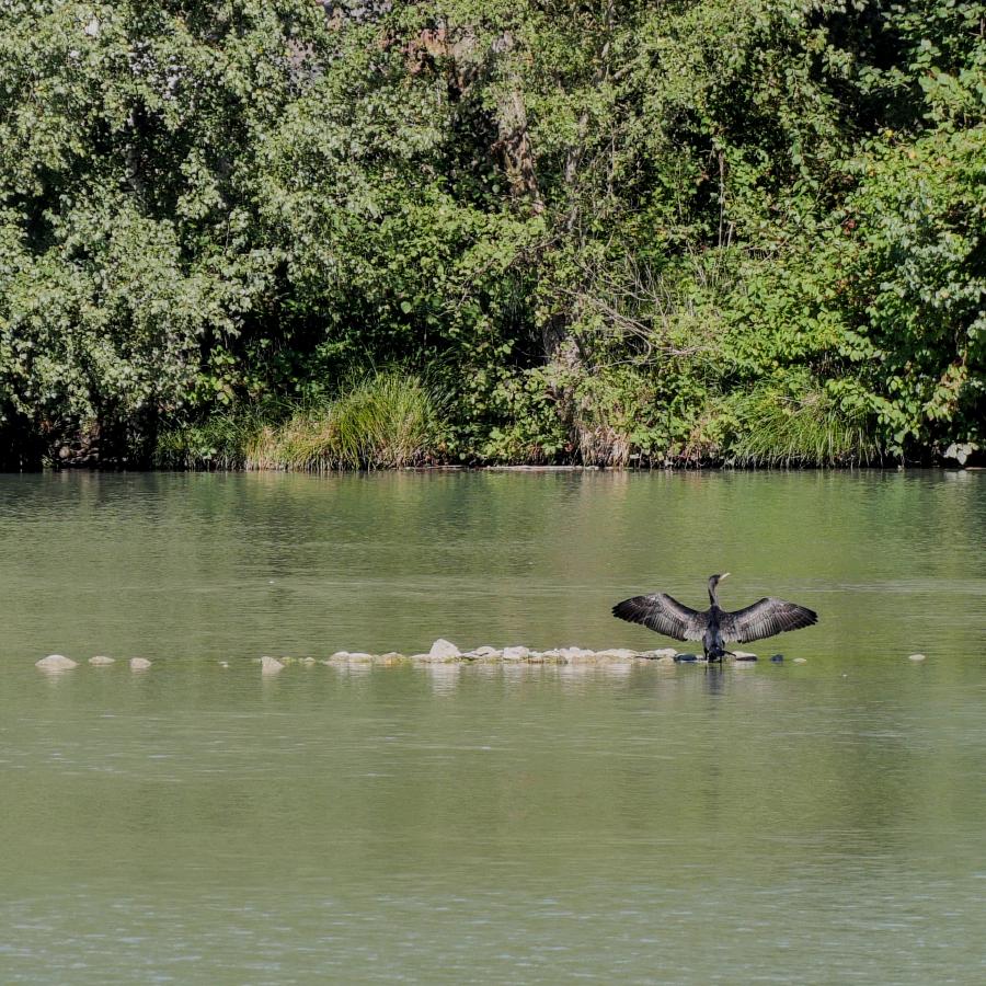A black bird siting on some stones in the middle of a river. It has its wings wide open.
