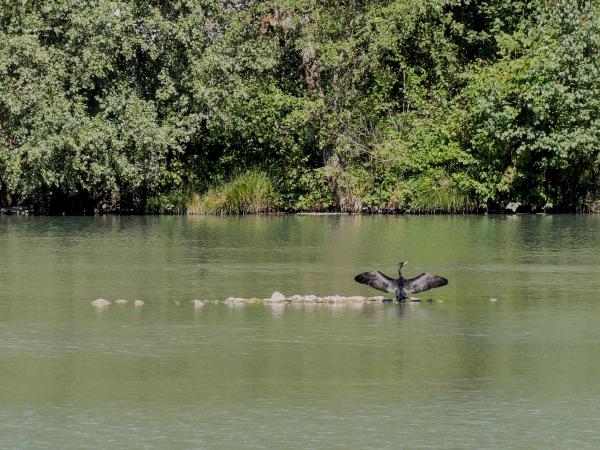 A black bird siting on some stones in the middle of a river. It has its wings wide open.