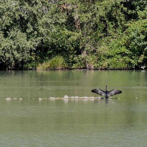 A black bird siting on some stones in the middle of a river. It has its wings wide open.