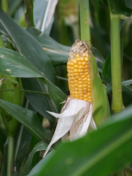 A mature corn cob with bright yellow kernels, partially shucked and nestled within green leaves.