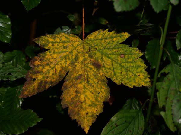 A closeup of a yellowing leaf with signs of decay, contrasting with dark green leaves in the background.