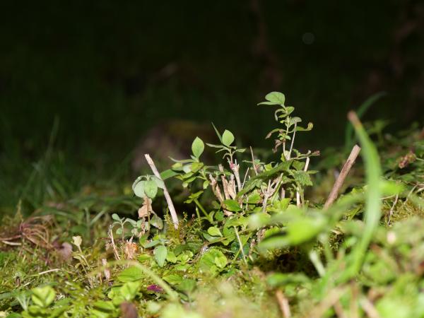 Nighttime photo of small plants and sprouts emerging from the forest floor, highlighted by a beam of light.
