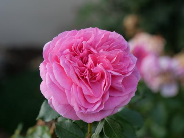 A luscious pink rose in full bloom with intricate layers of petals, set in a soft-focus garden.