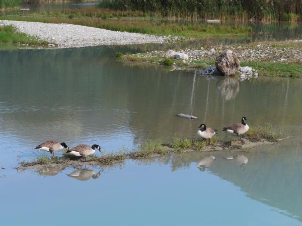 A few goose siting on a small sandbank in a river.