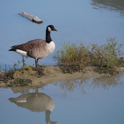 A few goose siting on a small sandbank in a river.