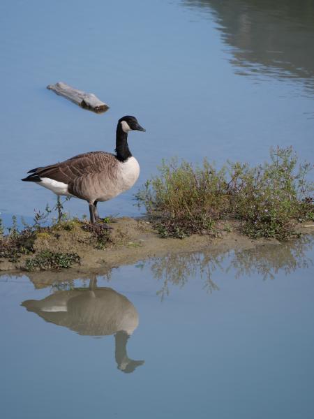 A few goose siting on a small sandbank in a river.