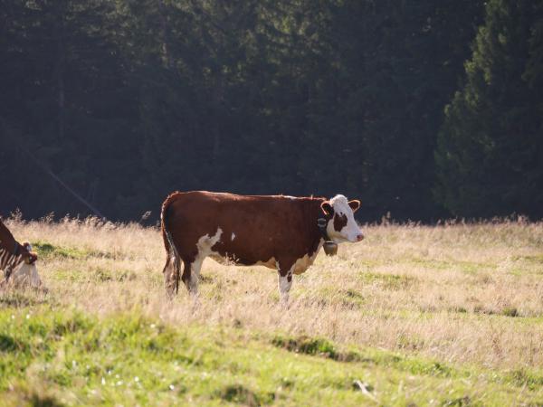 A brown cow in the Bavarian alps.