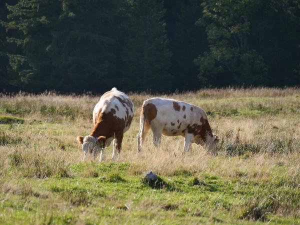 Two brown / white cows in the Bavarian alps.