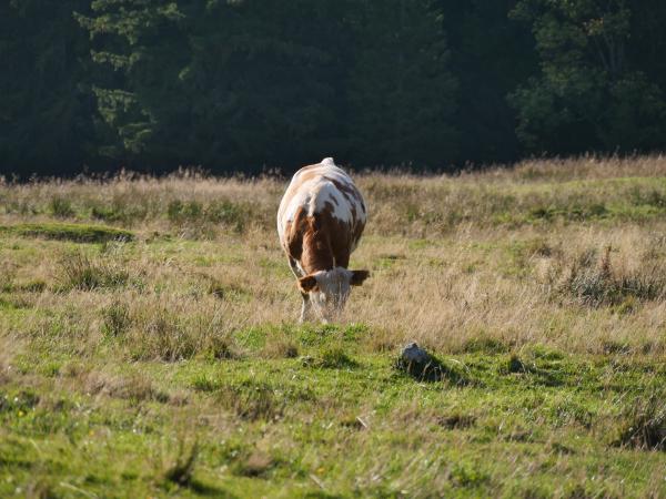 A brown cow in the Bavarian alps.