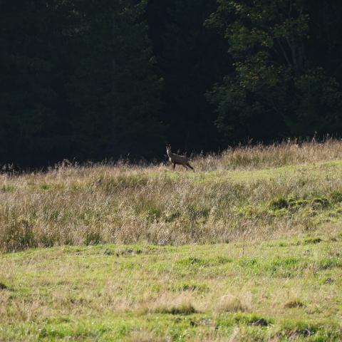 A chamois in the Bavarian alps.