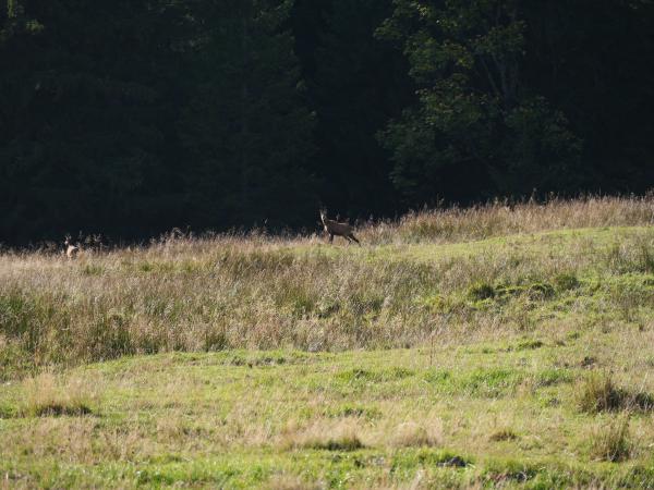 A chamois in the Bavarian alps.