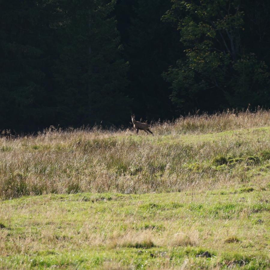 A chamois in the Bavarian alps.