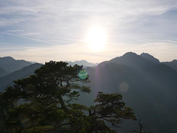 Image of the Bavarian mountains with a tree in the front and the mountains in the back.