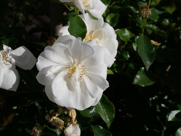 Pure white rose blooms with a hint of cream at the center, nestled in a lush garden setting with some petals beginning to wilt.