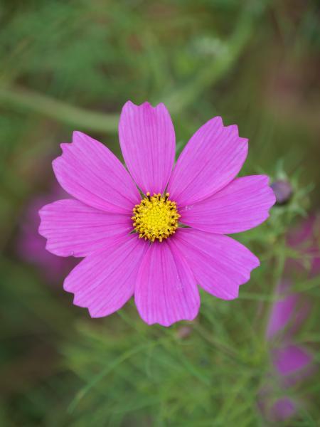 A vibrant pink cosmos flower with a bright yellow center, set against a soft green background.