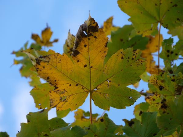 An overhead view of a yellow autumn leaf with the sky as backdrop, signifying the change of seasons.
