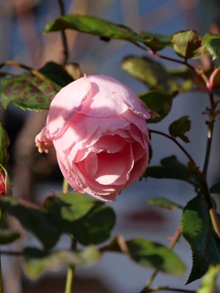 A delicate pink rosebud starting to bloom, with soft petals and leaves in the light of the sun.