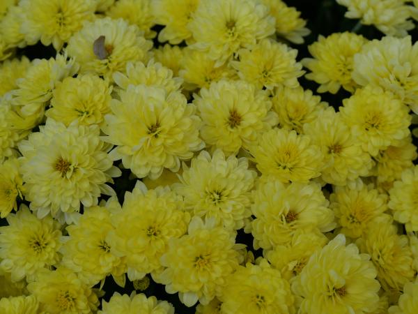 A dense cluster of bright yellow chrysanthemums, with a soft focus on the surrounding flowers.