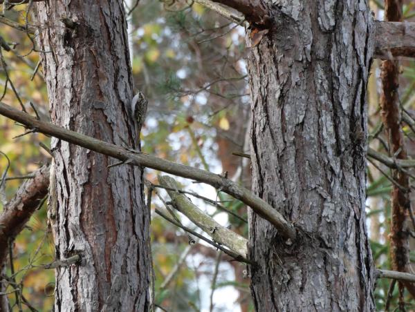 A small brown bird on a tree.