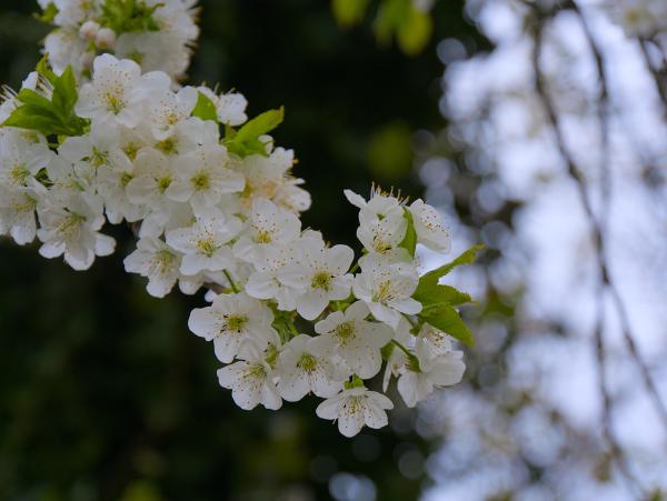 White blossoms with green leafs and a dark green background to the right. On the right sight the background is wight / blueish.