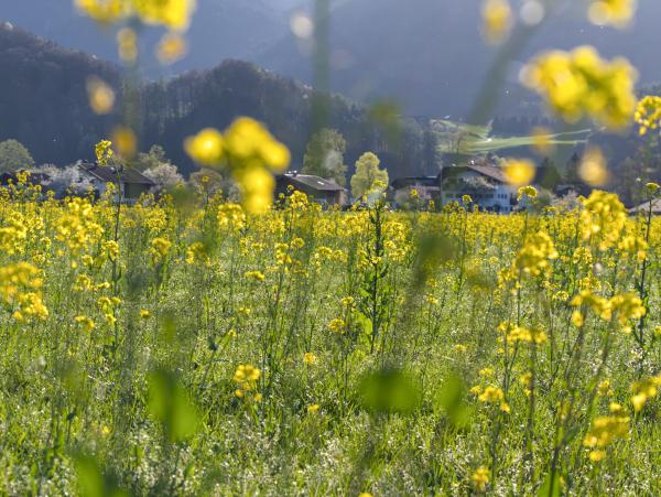 Some yellow flowers with some houses behind them. In the background are the mountains.