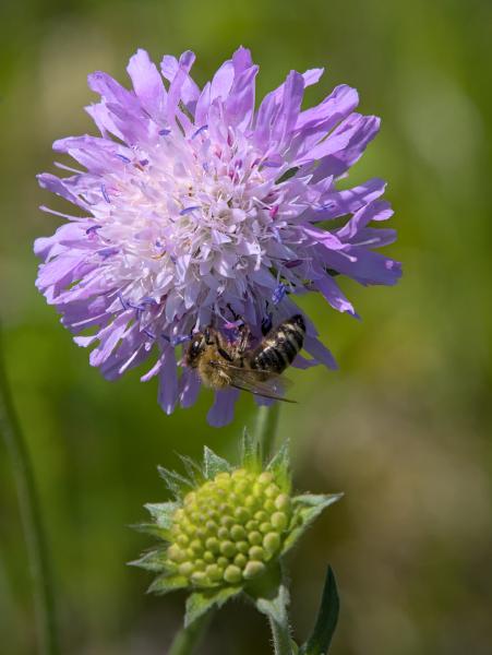 A purpleish flower with a bee on it. The bee is full of little purple dots from the flower.