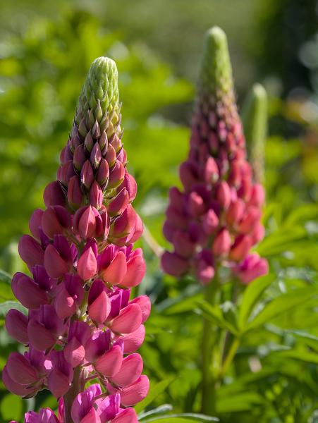 A pinkish and greenish flower with another similar flower in the background. The rest of the background conisists of blured out green plants / leafs.