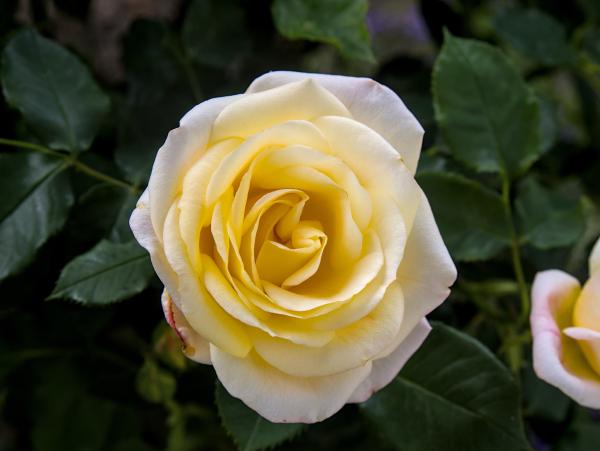 A yellow rose with some green leafes in the background.