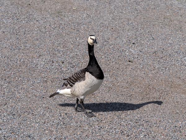A Barnacle goose photographed in Stockholm. It is standing on gravel.