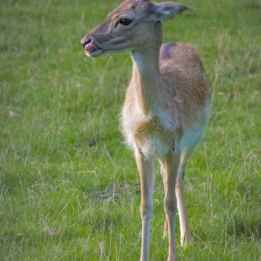 A little deer with the tongue out standing in the meadow.