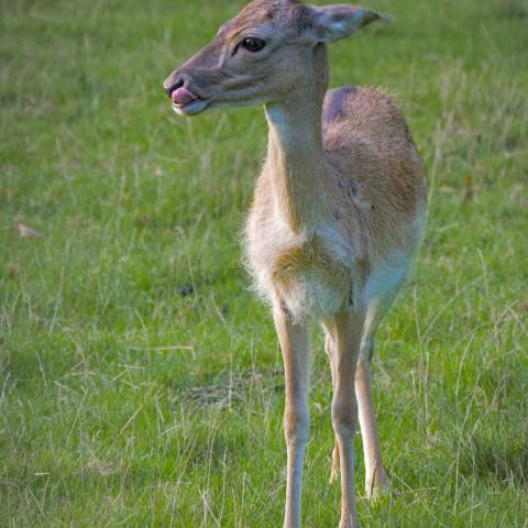 A little deer with the tongue out standing in the meadow.