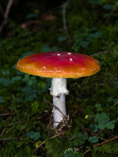 Image of a mushroom standing in the forest moss. The mushroom is red orange and kind of flat. The background has a dark green.