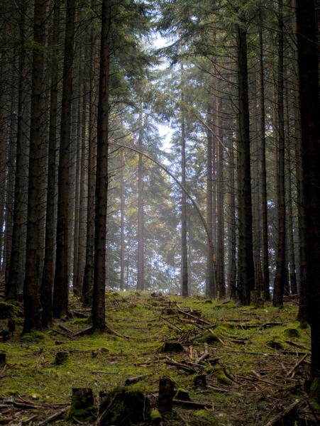 A foggy scene in the forest.