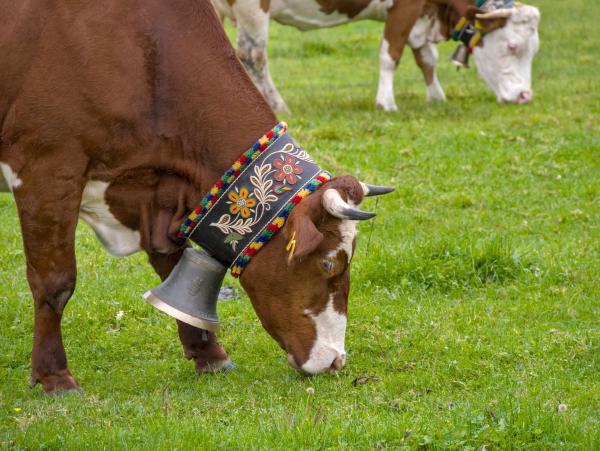 A close up of a cow with a beautiful cow bell.