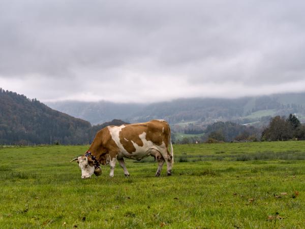 A cow in the foreground standing on a green meadow. The weather is foggy.