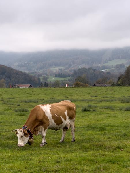 A cow in the foreground standing on a green meadow. The weather is foggy.