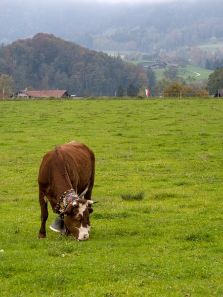 A cow in the foreground standing on a green meadow. The weather is foggy.