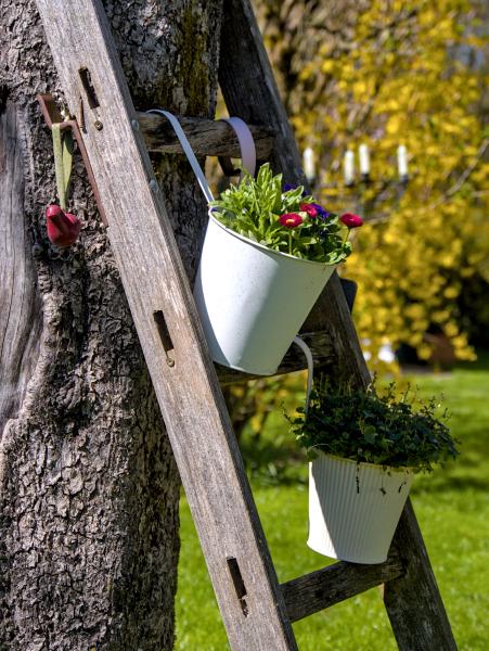Some flowers in a pot which is hanging on a ladder. The ladder is leaning against a apple tree.