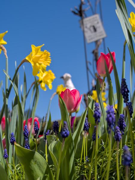 Multible differently collerd flowers with some green in between them. Not all of the flowers are focused.