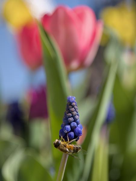 A bee sitting on a blue flower with pink, purple and yellow flowers in the background. You can also see a lot of green and a little bit of the blue sky.
