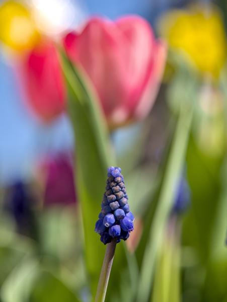 Multible differently collerd flowers with some green in between them. Not all of the flowers are focused.