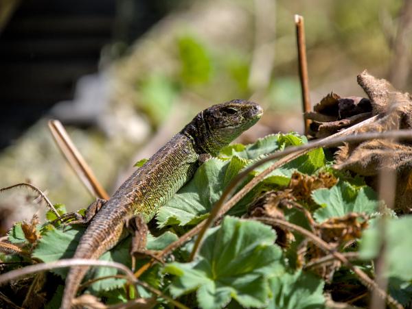 A lizard sitting on some kind of leafes looking to the right.