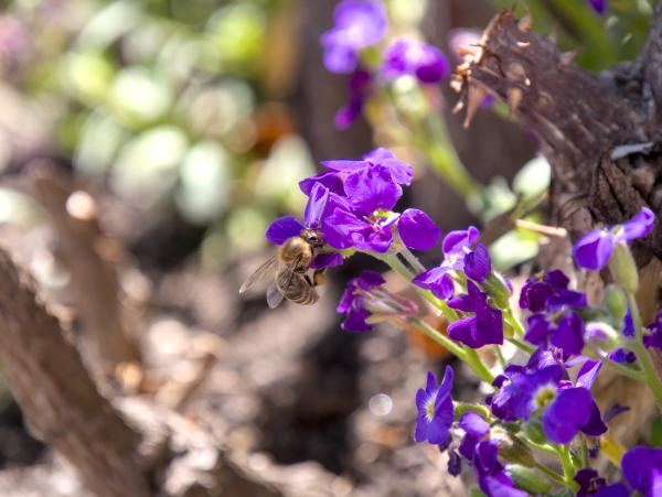 A bee sitting in some purple flowers. You can see a bit of green in the background.