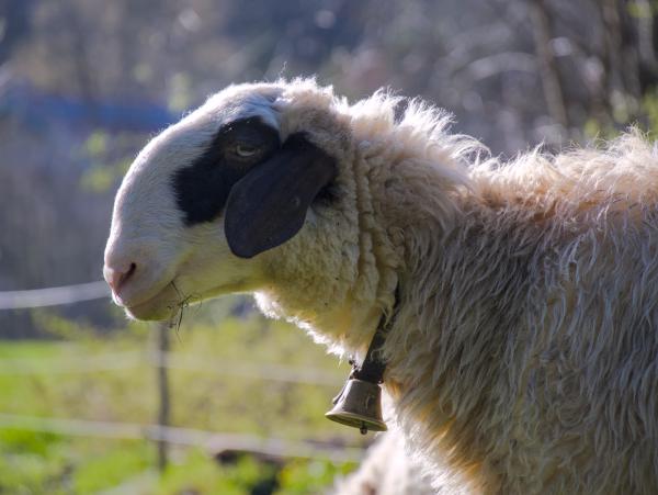 A portrait of a sheep with a little bit of grass and bushes in the background.